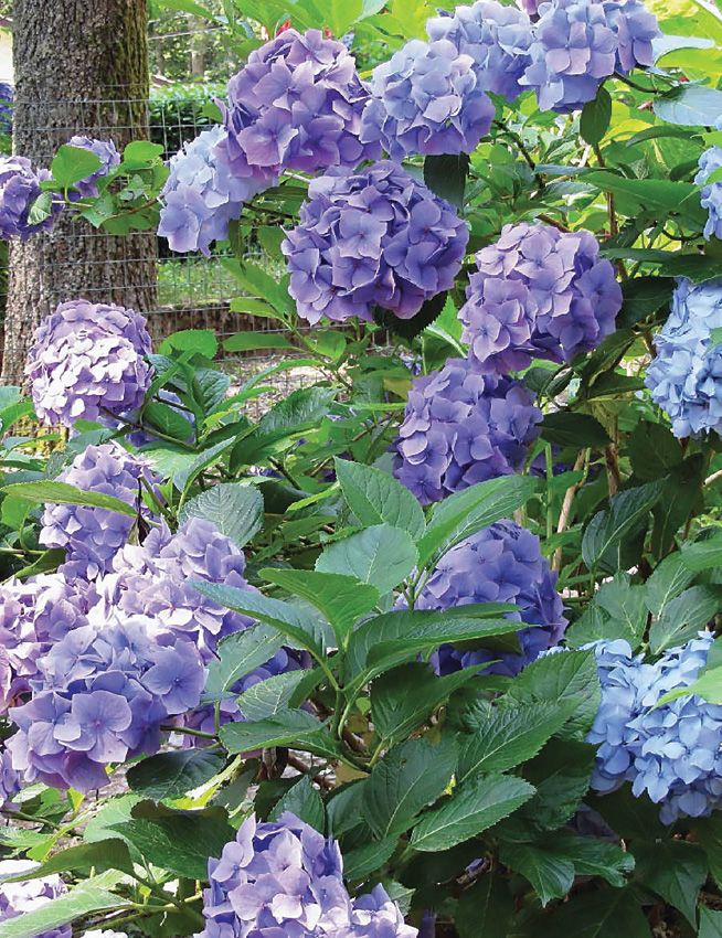 Plants That Can Kill Book