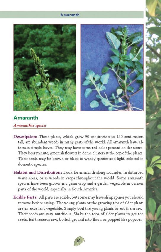 Pocket Guide to Edible Plants Book